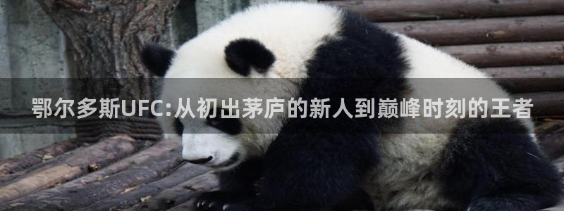 袋鼠体育直播在线观看免费：鄂尔多斯UFC:从初出茅庐的新人到巅峰时刻的王者